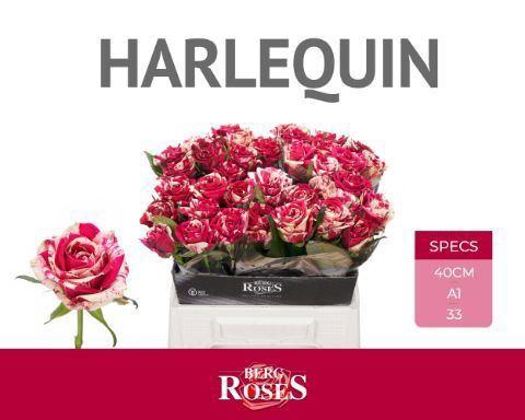 <h4>ROSA GR 'HARLEQUIN'</h4>