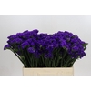 Limonium sinuatum Navy Sun Birds