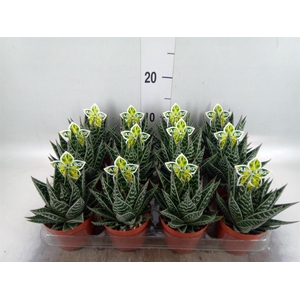 Aloe aristata 'Tiki Tahi'