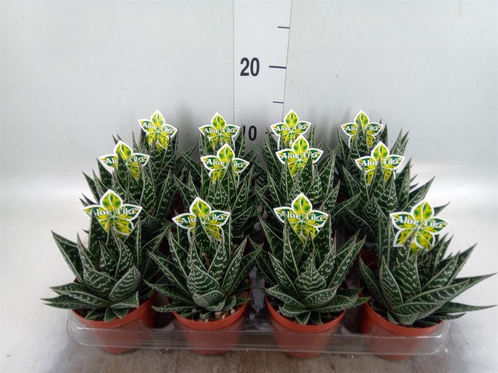 <h4>Aloe aristata 'Tiki Tahi'</h4>