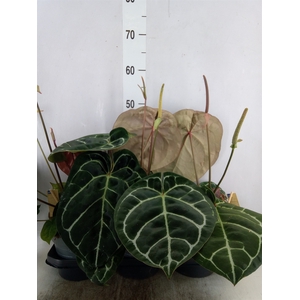 Anthurium cryst. 'Karma Crystal'