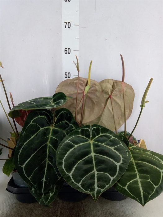 <h4>Anthurium cryst. 'Karma Crystal'</h4>