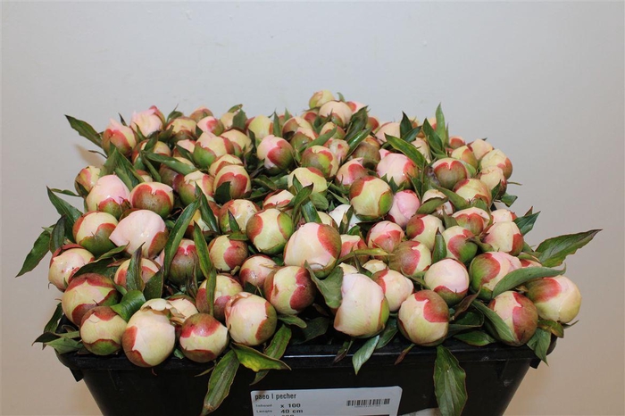 <h4>Paeo L Pecher</h4>