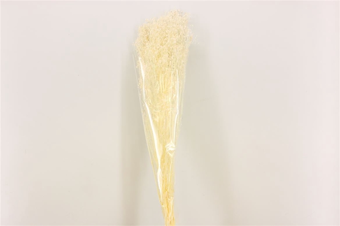 Pres Gyps Bleached Bunch Slv