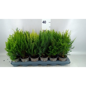 Conifers   ...