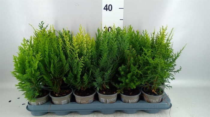 <h4>Conifers   ...</h4>