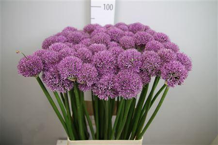 <h4>Allium  'Gladiator'</h4>