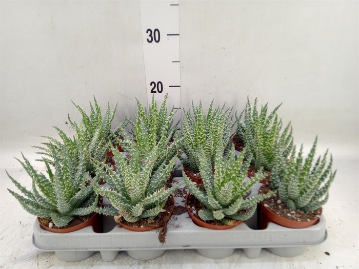 <h4>Aloe humilis</h4>