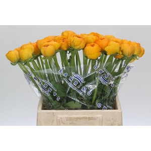 Ranunculus Clooney Omega Extra