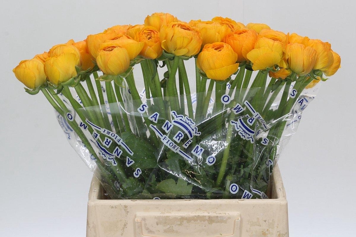 <h4>Ranunculus Clooney Omega Extra</h4>