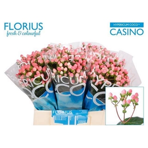 Hyp Coco Casino Florius