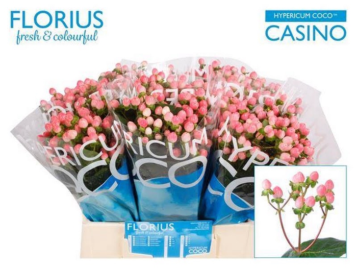 <h4>Hyp Coco Casino Florius</h4>