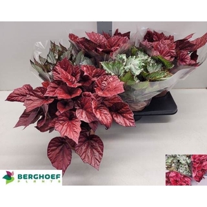 Begonia BD 'Beleaf'   ...mix