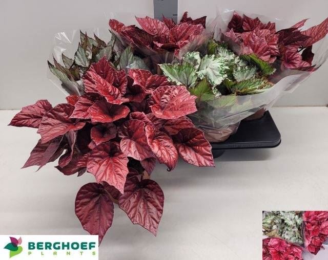 <h4>Begonia BD 'Beleaf'   ...mix</h4>