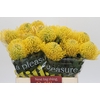 Nutans Ayoba Yellow