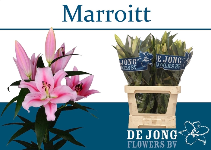 <h4>LI OT OVERIG</h4>