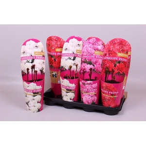 Paeonia 14 CM C2 Mix Longlife