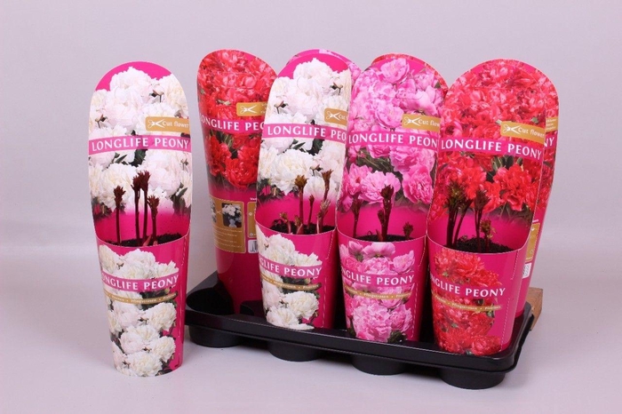 <h4>Paeonia 14 CM C2 Mix Longlife</h4>