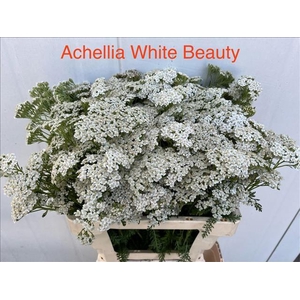 Achillea Millefolium White Beauty