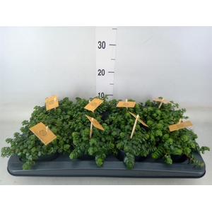 Sedum makinoi 'Kosmosje'