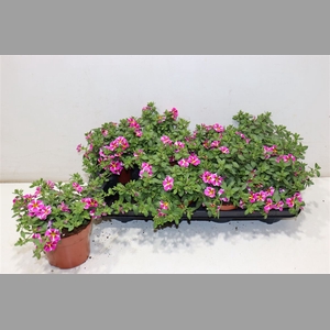 Calib Minif Rav Pink