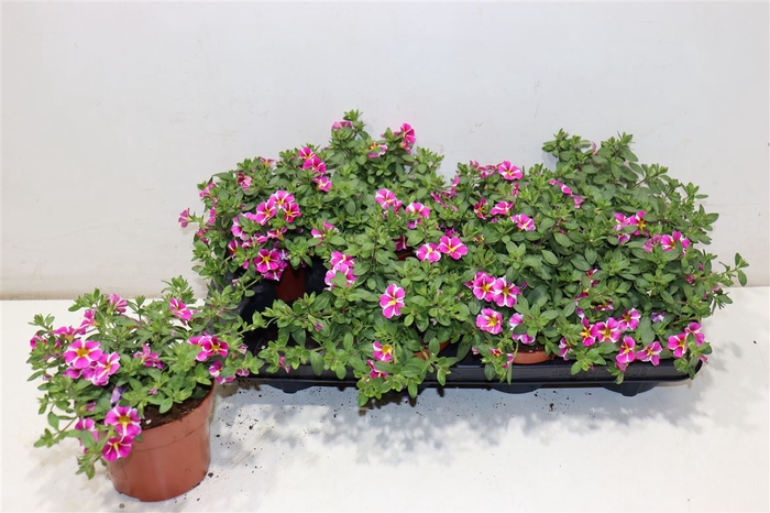 <h4>Calib Minif Rav Pink</h4>