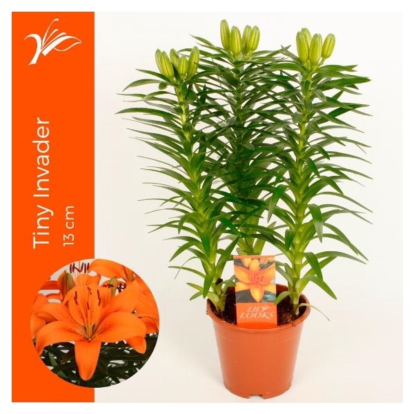 <h4>Lilium Tiny Invader 13 cm (az. lelie)</h4>