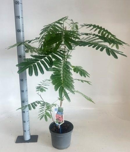 <h4>ALBI JULIBRISSIN</h4>