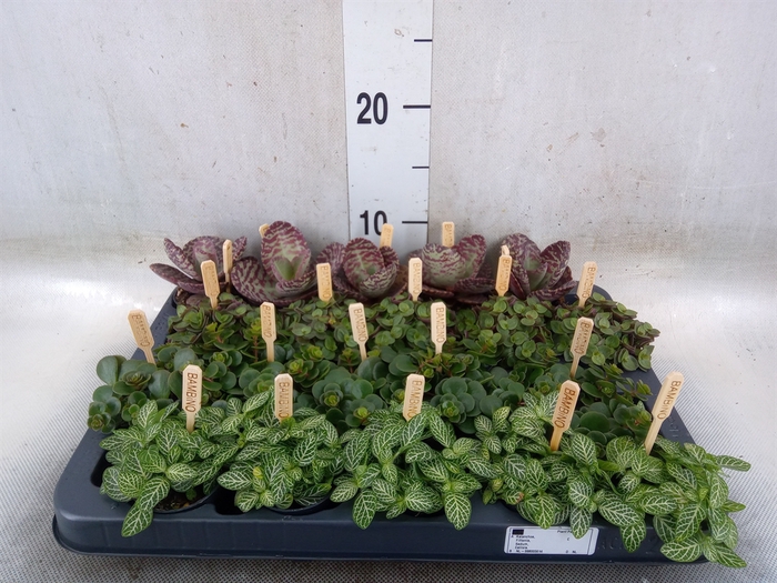 <h4>Planten  ..mix</h4>