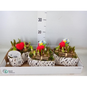 Arr.   Bol/Knolgewas L%