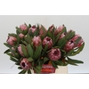 Protea Pink Ice