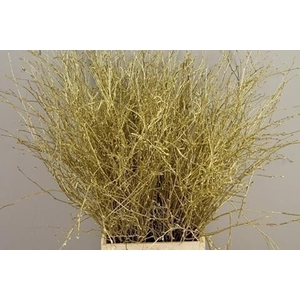 Betula paint gold