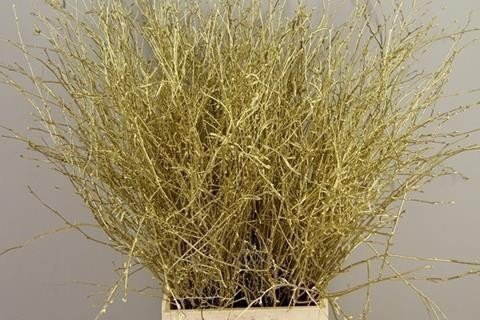 <h4>Betula paint gold</h4>