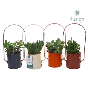 LED planter zink boog met Succulenten mix