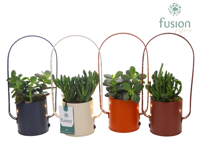 <h4>LED planter zink boog met Succulenten mix</h4>