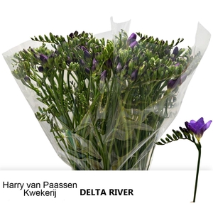 Fr En Delta River Extra!!