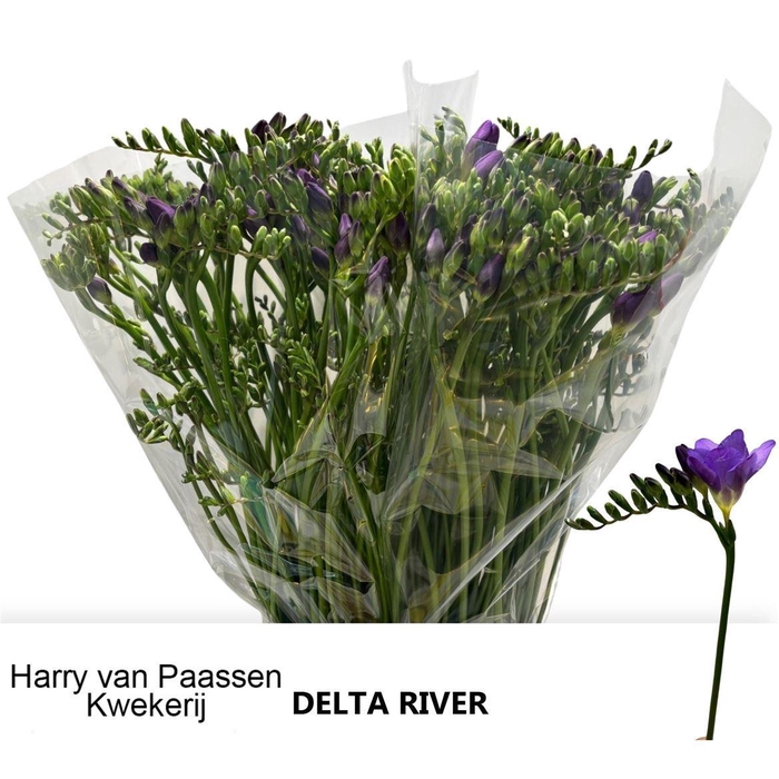 <h4>Fr En Delta River Extra!!</h4>