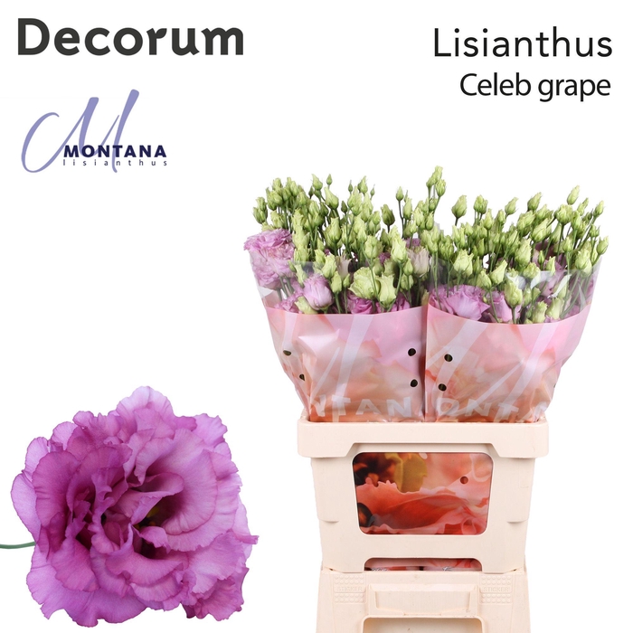 Lisianthus Celeb grape 70cm