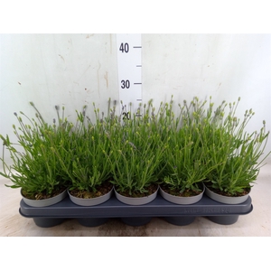 Lavandula angus. 'Essence Pure'