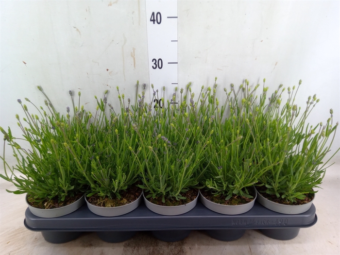 <h4>Lavandula angus. 'Essence Pure'</h4>
