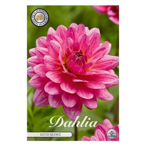 Dahlia Dutch Silence x1 l