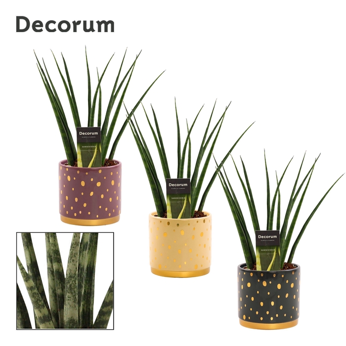 <h4>Sansevieria fernwood 12 cm in Sparkle (Rich love-collection)</h4>