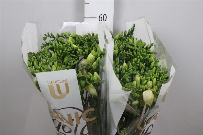 <h4>Fr En Ambiance</h4>