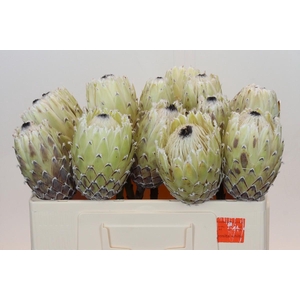 Protea Barbigera White No leaves