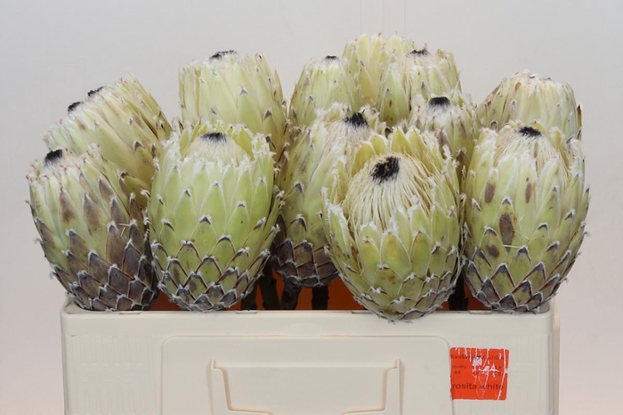 <h4>Protea Barbigera White No leaves</h4>