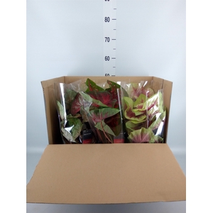 Caladium   ...mix