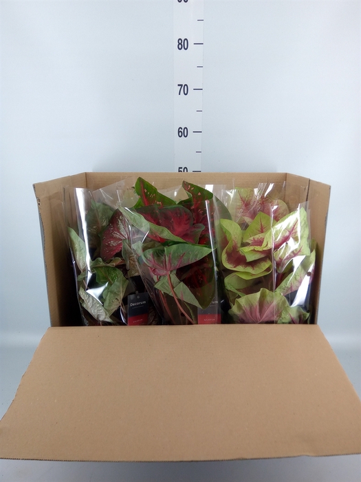<h4>Caladium   ...mix</h4>