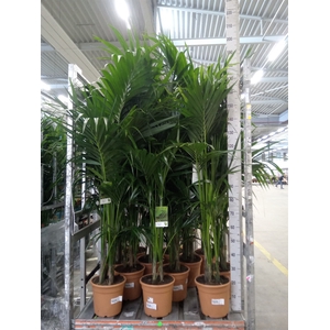 Howea forsteriana