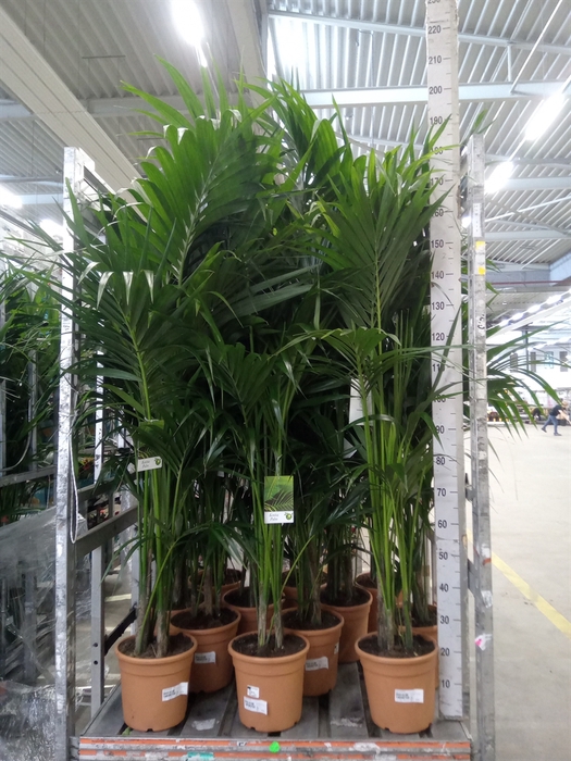 <h4>Howea forsteriana</h4>