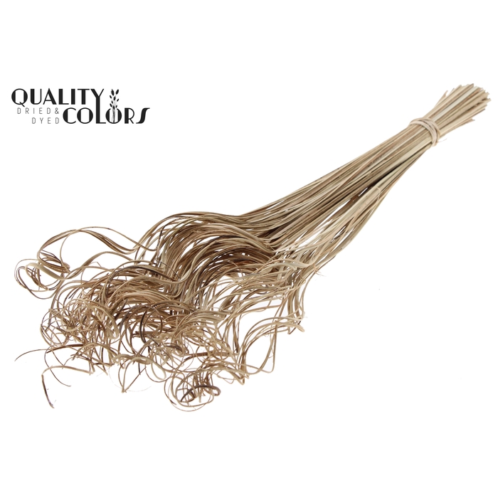 <h4>Palm Curly TT 100pc per bunch Natural</h4>
